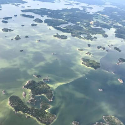 Sinilevää Porvoon saaristossa heinäkuussa 2018.