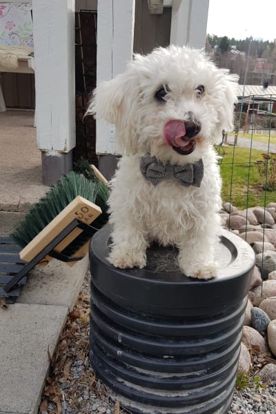 Hund som sitter på lampa.