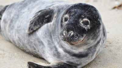 Hylje katsoo kameraa