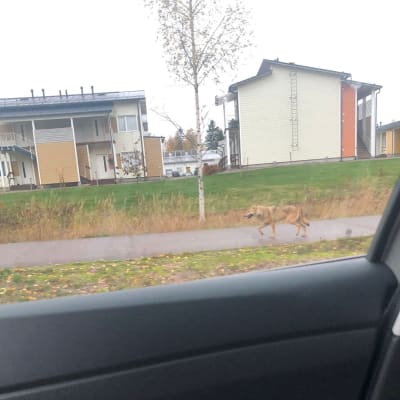 Mahdollinen susi kuvattuna 14.10.2022 Haikkoontiellä.