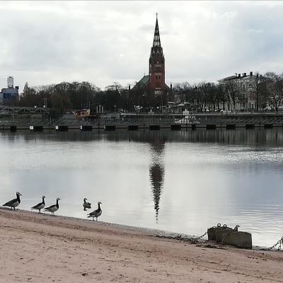 Valkoposkihanhia menossa uimaan jokeen Porin Kirjurinluodon uimarannalla.n 