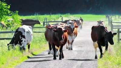 Lehmät kulkevat hiekkatietä pitkin kesälaitumelle.