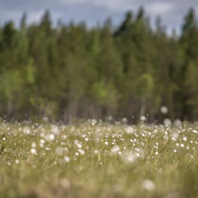 Tupasvillat tuulessa Salamajärven kansallispuistossa. 