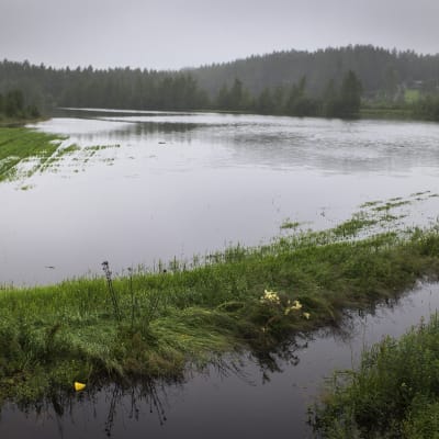 Veden valtaamaa viljelyspeltoa Perhonjoen varressa. 
