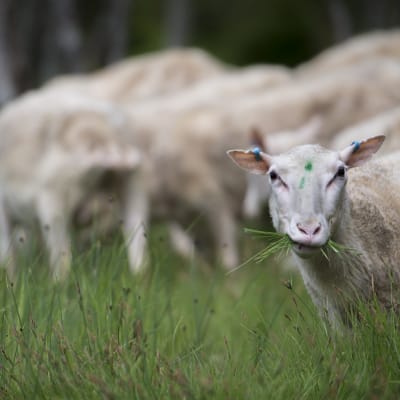 Lampaita laiduntamassa rantaniityllä Kalajoen Rahjan saaristossa.