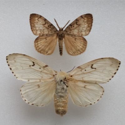 En bild på två fjärilar av arten lövskogsnunna, den övre är en hane och den undre en hona.