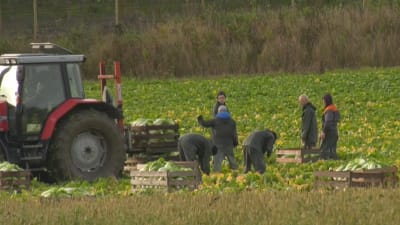 Folk jobbar på en åker bakom en traktor.