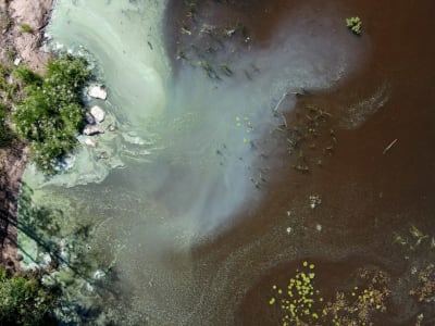 Blågröna alger i strandvattnet i en sjö ippifrån sett