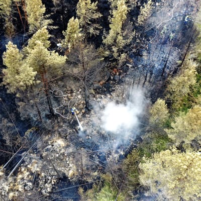 Bild ovanifrån. Människor släcker markbranden i skogen.