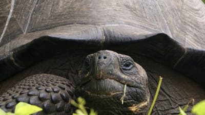 Ny art av jättesköldpadda hittad på Galapagosöarna.
