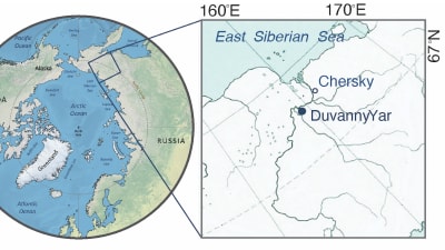 Karta och illustrationer som visar var nematoden Panagrolaimus kolymaensis hittades i nordöstra Sibirien.