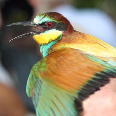 Biätare (Merops apiaster) i