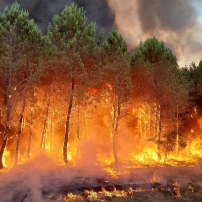 En närbild på skogsbrand i Frankrike. 