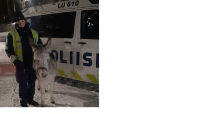 En åsna står med en polis vid en polisbil.