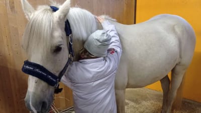 En 10-årig flicka kramar en ljus ponny. ponnyn står inne i en ljus box och har en grimma på huvudet. Ponnyn äter hö.