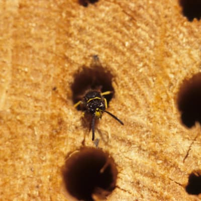 Pölyttäjähyönteinen keinopesän suuaukollapö