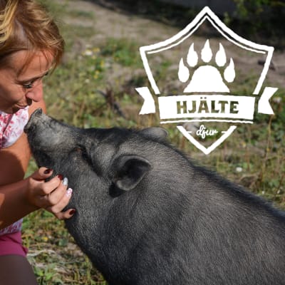 Bild på Malena Blomqvist och grisen. "Hjältedjur"-logon är på bilden.
