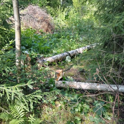 Jyväskylän MM-rallin Västilän erikoiskokeella luvattomasti kaadettuja koivuja