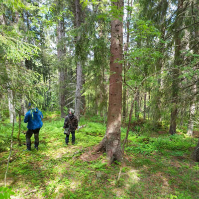 Finsilvan ja elyn edustajat tutustuivat metsään Kaavilla.