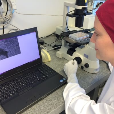 Tutkija katsoo laboratoriossa sykkiviä sydänsoluja mikroskoopin näytöltä.