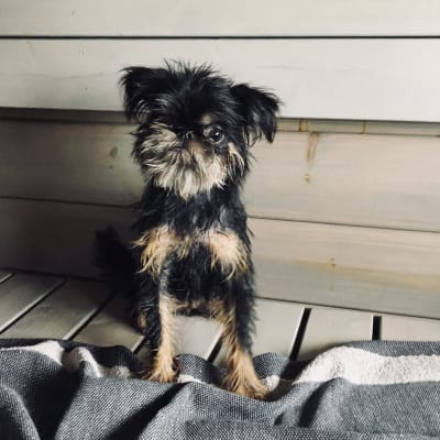 Liten hund sitter i en bastu.