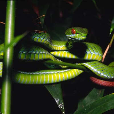 Suur-Mekongin alueella Vietnamissa ja Kambodžassa elävä Trimeresurus rubeus - käärme. Kuuluu 126 uuteen eliölajiin, jotka löydettiin Suur-Mekongilta vuonna 2011.