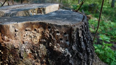en stubbe med hål i