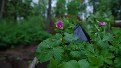 Plantor av åkerbär med djuprosa blommor