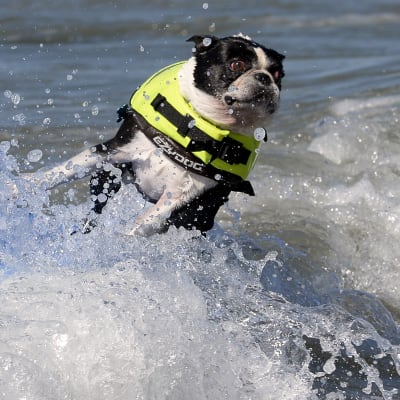 En hund på en surfbärda i vattnet på Huntington Beach i Kalifornien, USA, år 2013.