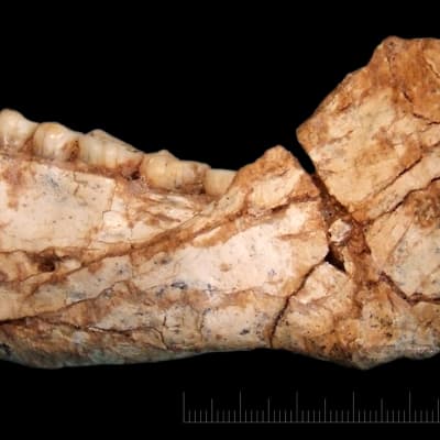 An undated handout photo made available by the Max Planck Institute for Evolutionary Anthropology (MPI EVA) on 07 June 2017 shows an almost complete adult mandible discovered at the Jebel Irhoud site in Morocco