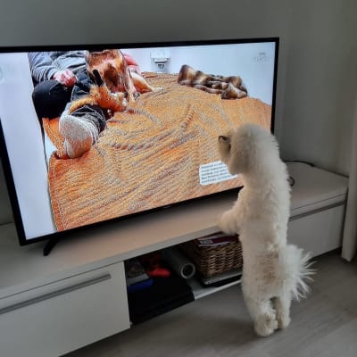 Valkoinen koira seisoo tv-tasoa vasten ja katsoo Pentuliveä