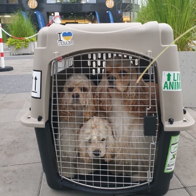 Tre hundar i en bur. De ser ledsna ut. 