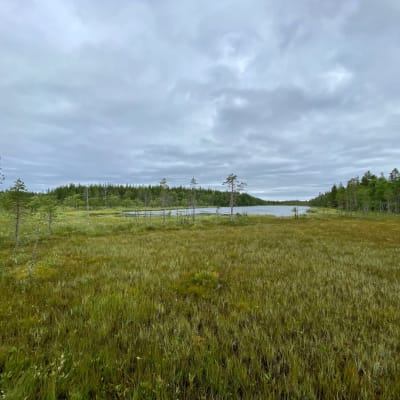 Kokkolampi Viiankiaavan luonnonsuojelualueen rajalla elokuussa 2021.