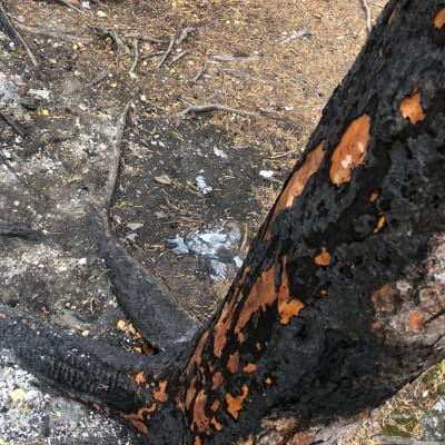 Tulipalossa mustaksi korventunut puunrunko, harmaata tuhkaa maassa