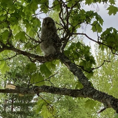 Helmipöllö istuu puun oksalla.