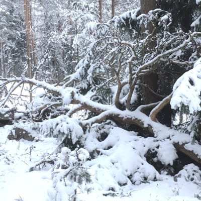 Talvinen metsä