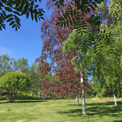 Punakoivuja Oulun yliopiston kasvitieteellisessä puutarhassa