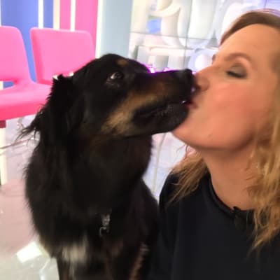 Metku-koira nuolee Niina Lahtisen nenää Puoli seiskan studiossa.