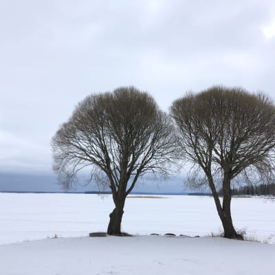 Kaksi puuta Lappajärven rannalla.