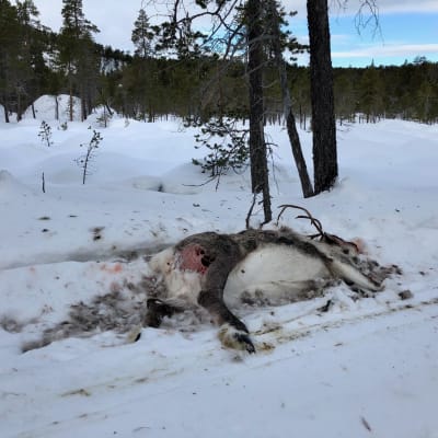 Nälkään kuollut poro Muddusjärven paliskunnasta. Korpit ja kuukkelit ovat aloittaneet pidot. Inari 10.3.2020
