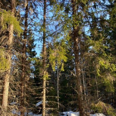Gammal skog med mycket kvistar och mossa. 