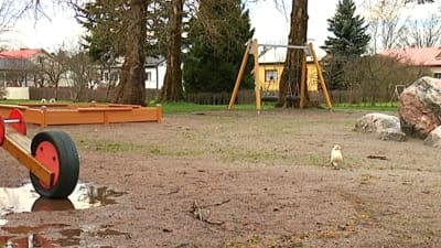 Dvärghönan Hjördis i en lekpark i Ekenäs.