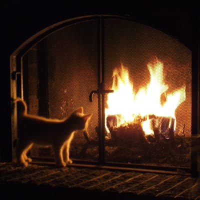 Katten tittar på elden.