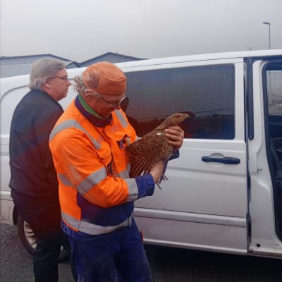 oranssitakkinen mies pitää sylissään naarasmetsoa