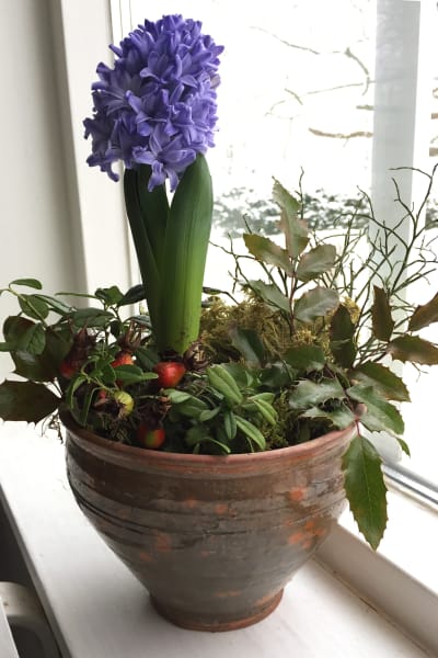 Ett blomsterarrangemang med en hyacint, lingonris och blåbärsris i en kruka. Krukan står i ett fönsterbräde.