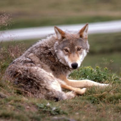 En varg ligger på en gräsplätt.
