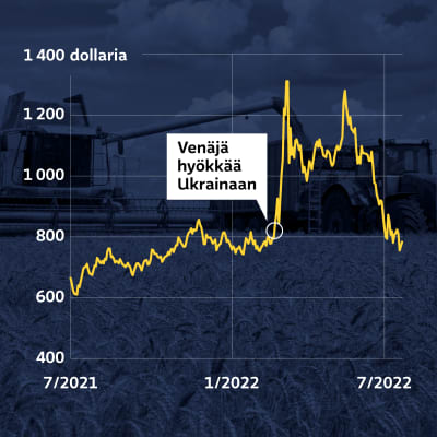 Grafiikka näyttää, kuinka vehnän futuurien hinta nousi yli 1 300 dollariin Venäjän hyökättyä Ukrainaan helmikuun 24. päivä. Heinäkuussa vehnän futuurihinnat ovat palautuneet sotaa edeltävälle tasolle.