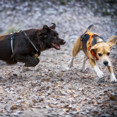 Kaksi koiraa juoksee koirapuistossa.