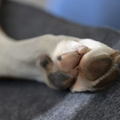 Bokserin tassu: koira pötköttää leikkaussalissa. 