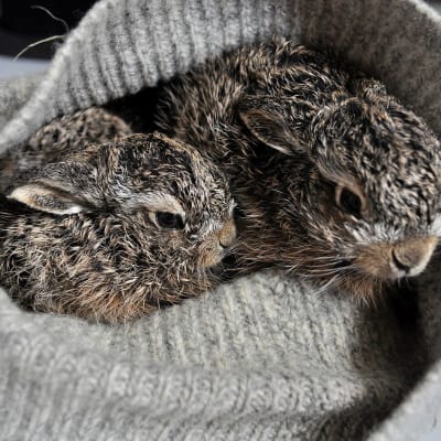 Rusakonpoikasia hoidossa Pohjanmaan Villieläinhoitolassa Mustasaaressa.